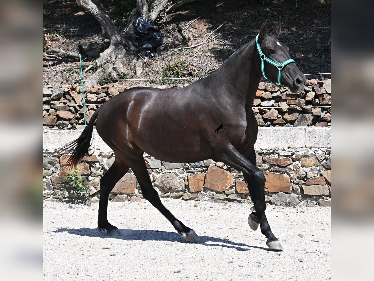 Menorquiner Stute 3 Jahre 158 cm Rappe in Menorca