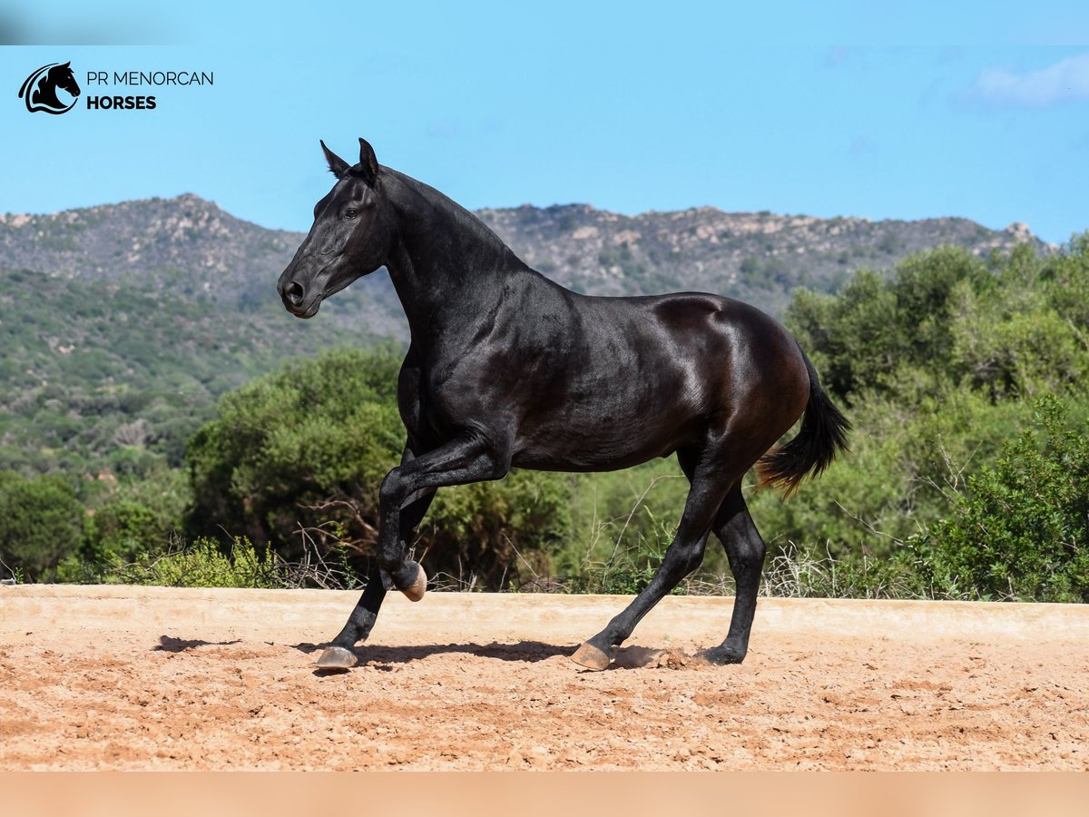 Menorquiner Stute 3 Jahre 160 cm in Menorca