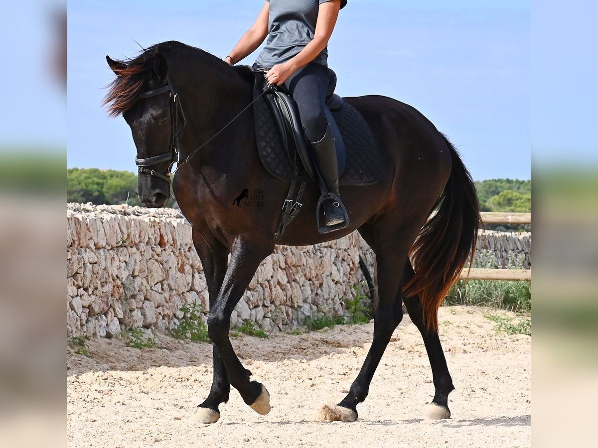 Menorquiner Stute 3 Jahre 161 cm Rappe in Menorca