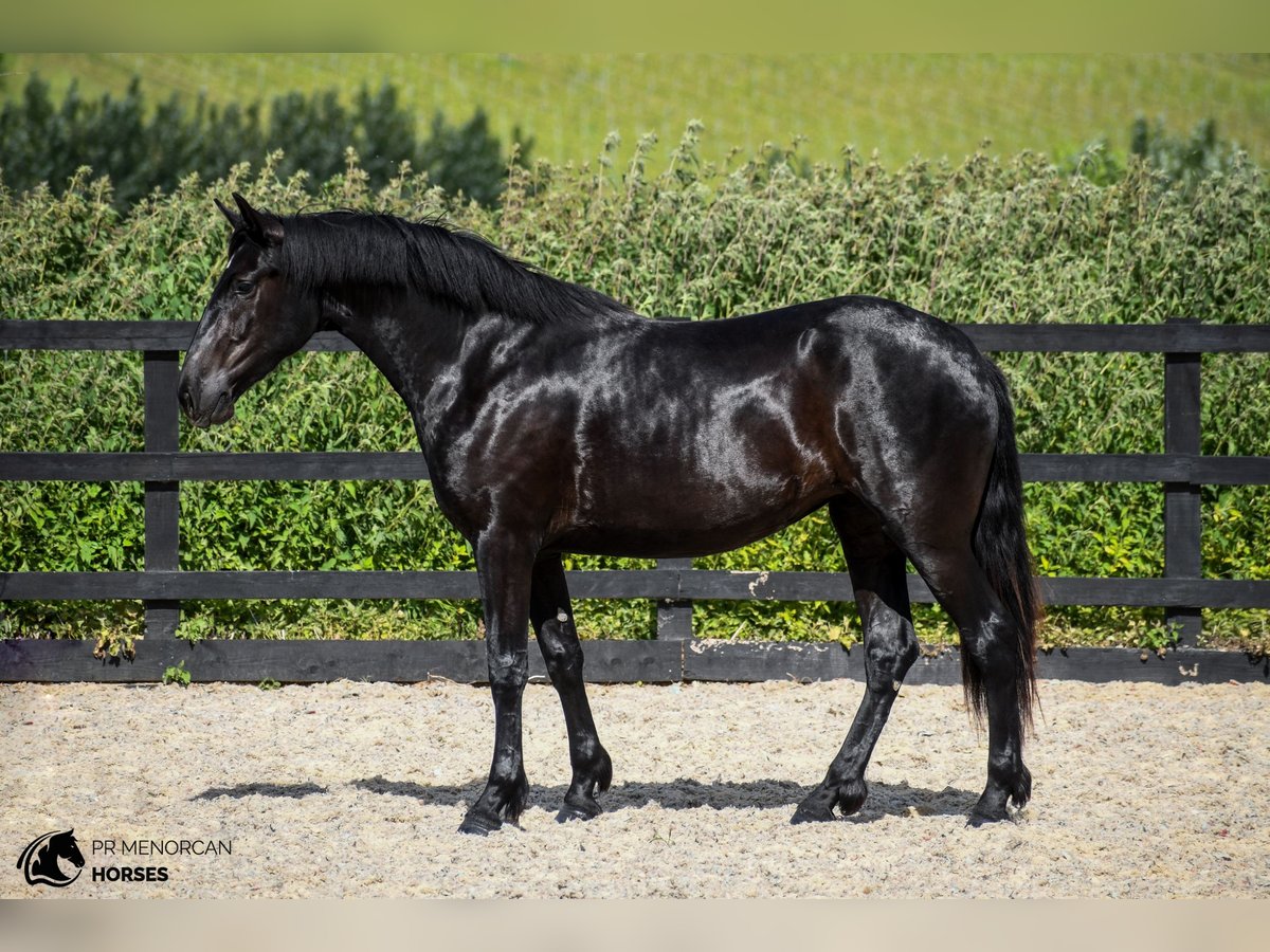 Menorquiner Stute 3 Jahre 165 cm Rappe in Kent