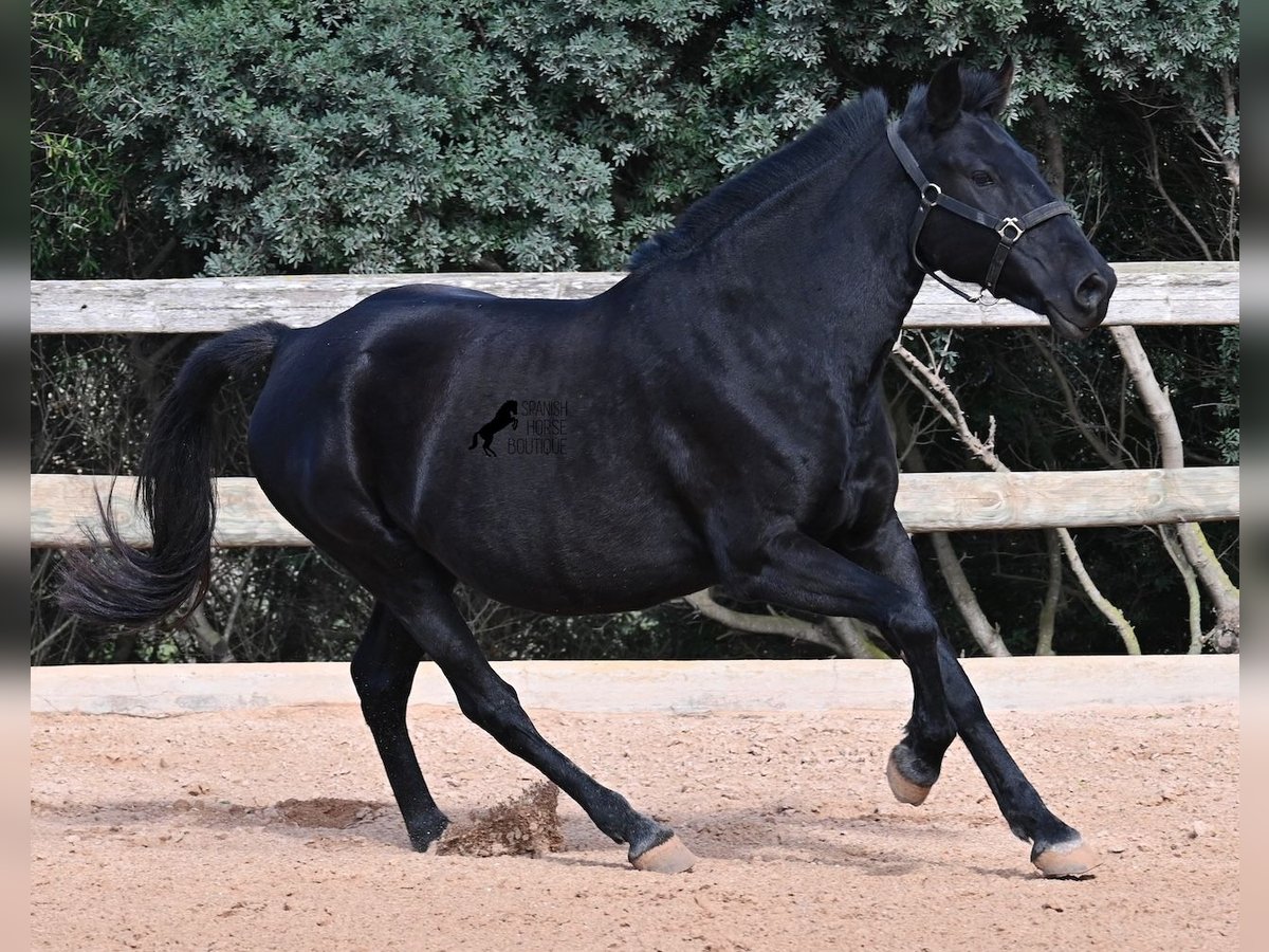 Menorquiner Stute 9 Jahre 156 cm Rappe in Menorca