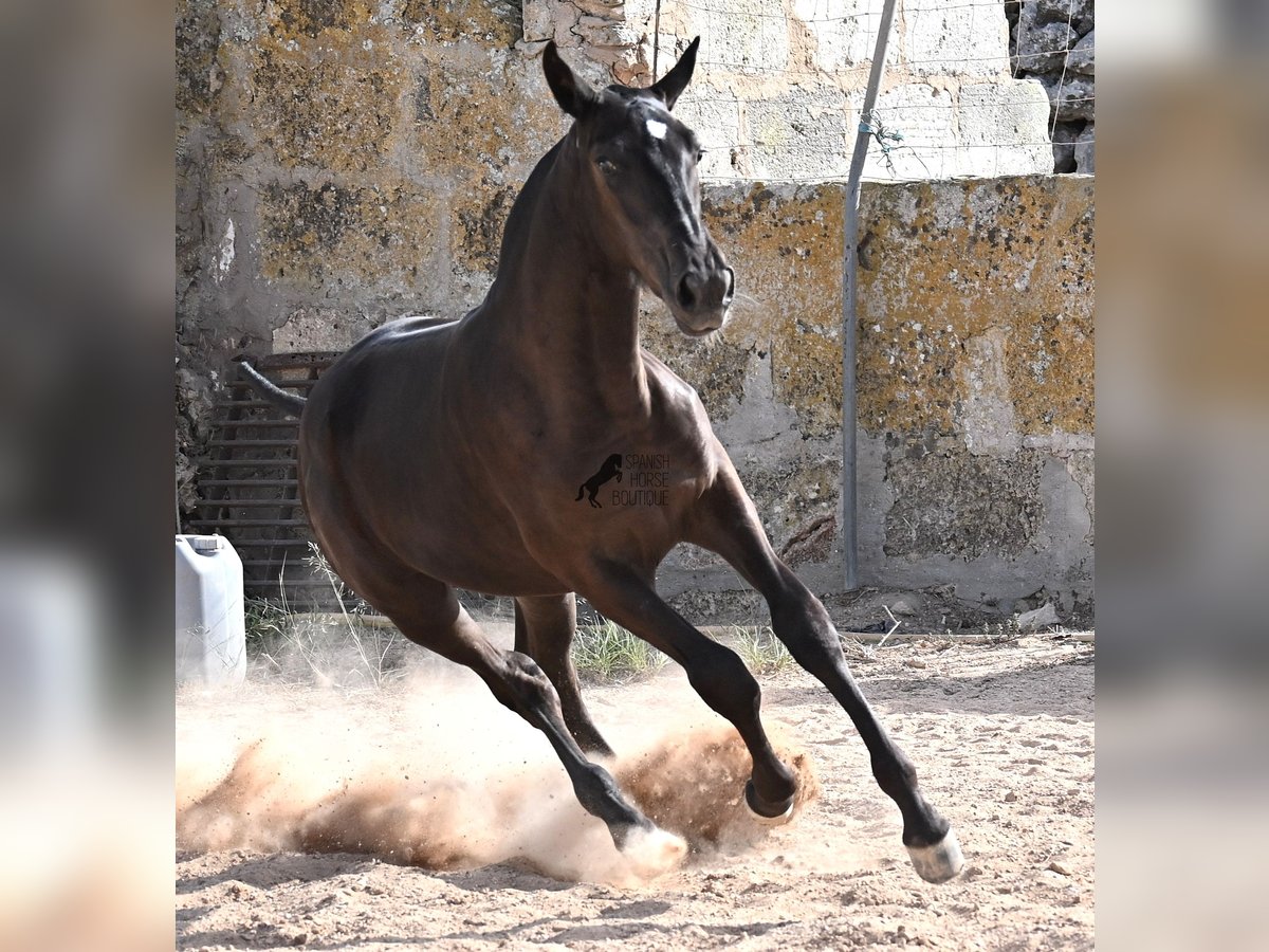 Menorquiner Stute Fohlen (03/2025) 160 cm Rappe in Menorca