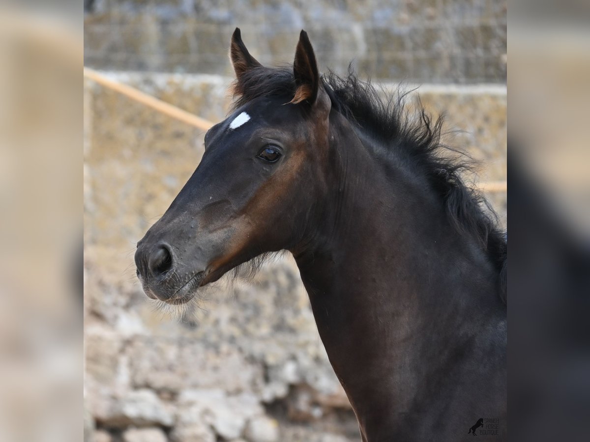 Menorquiner Stute  162 cm Rappe in Menorca