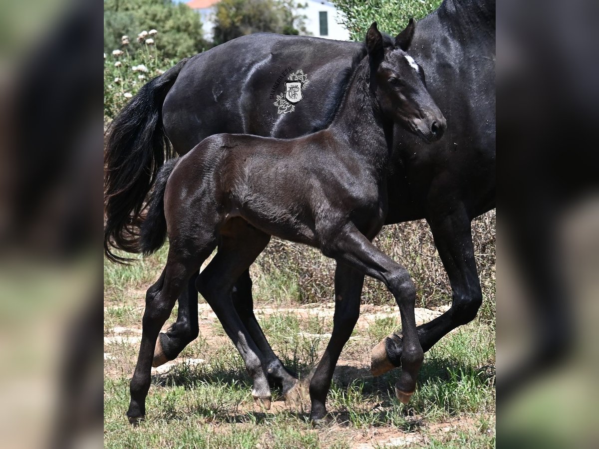 Menorquiner Stute  165 cm Rappe in Menorca