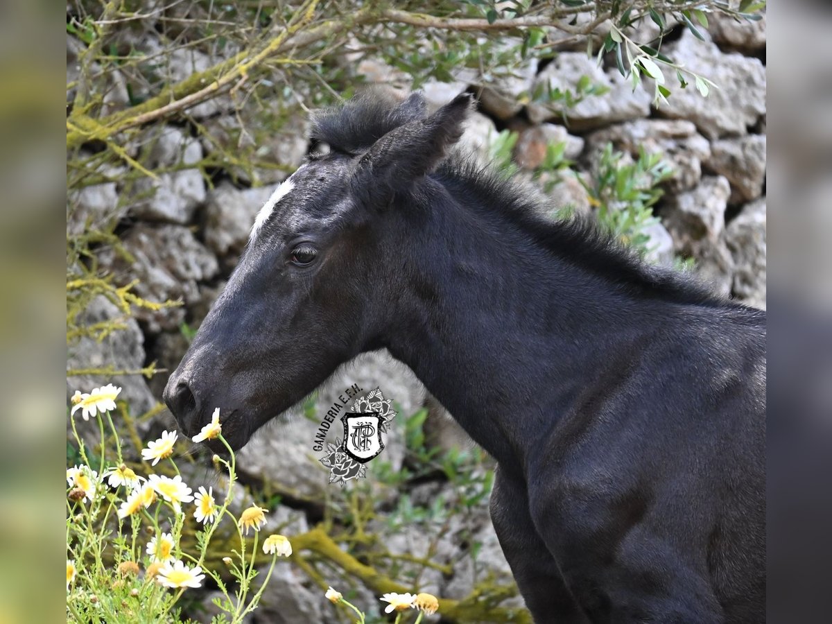 Menorquiner Stute  165 cm Rappe in Menorca