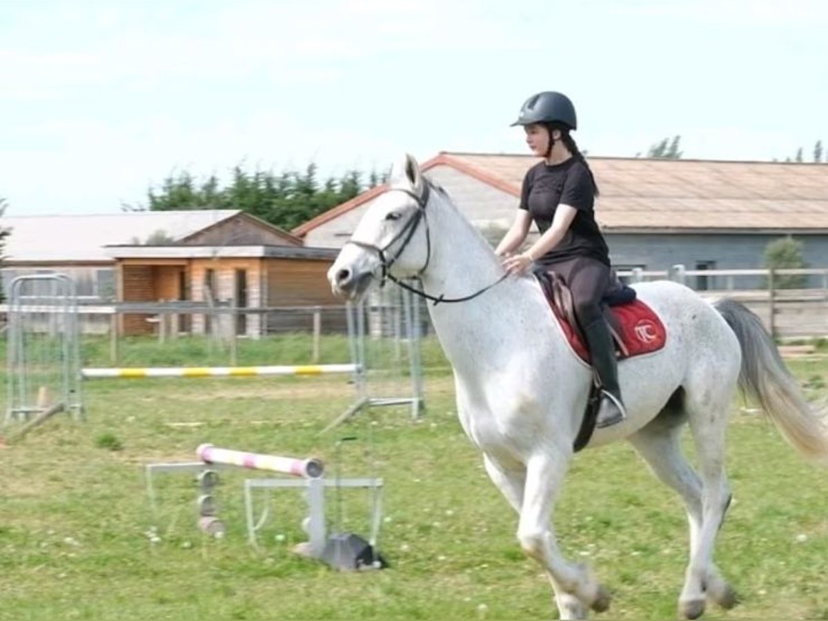 Mensch sucht Pferd