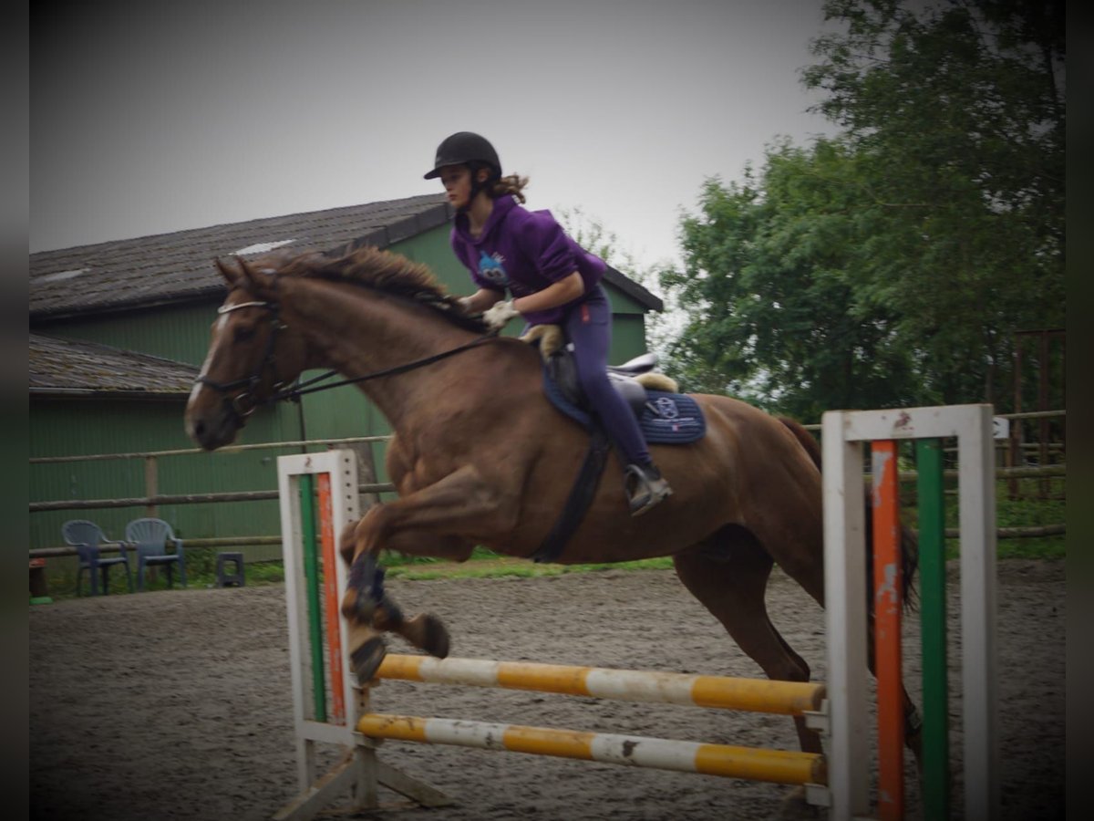 Mensch sucht Pferd 