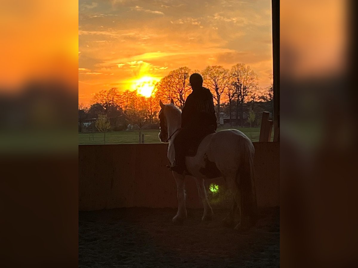 Mensch sucht Pferd 