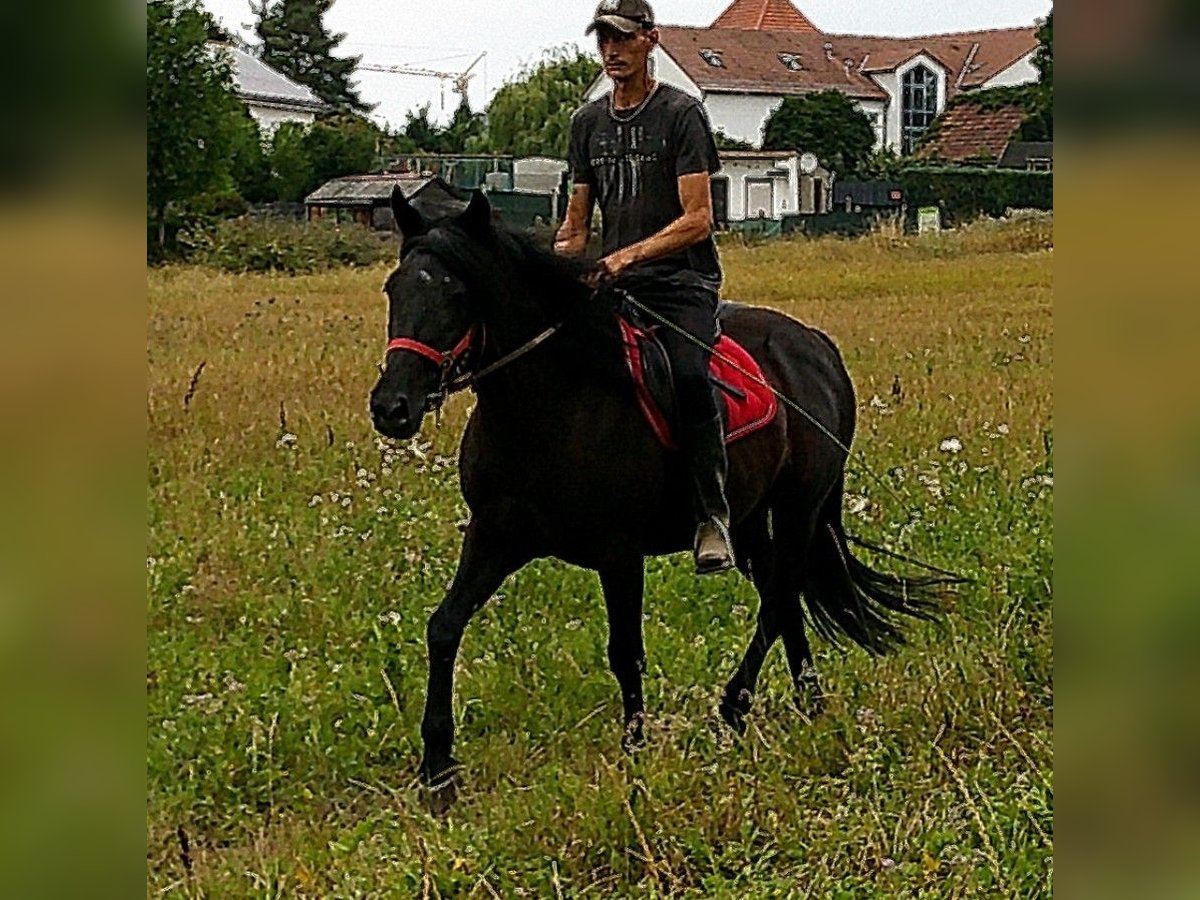 Mérens Mix Gelding 8 years 14,2 hh Black in Buttst&#xE4;dt