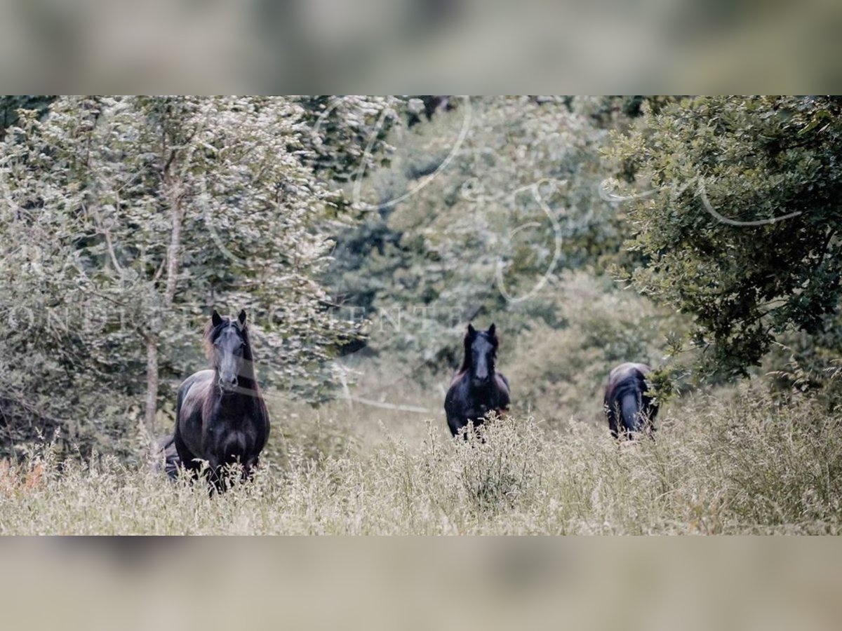 Mérens Gelding 8 years 15,2 hh Black in Messkirch-Heudorf Mérens Gelding 8 years 15,2 hh Black in Messkirch-Heudorf