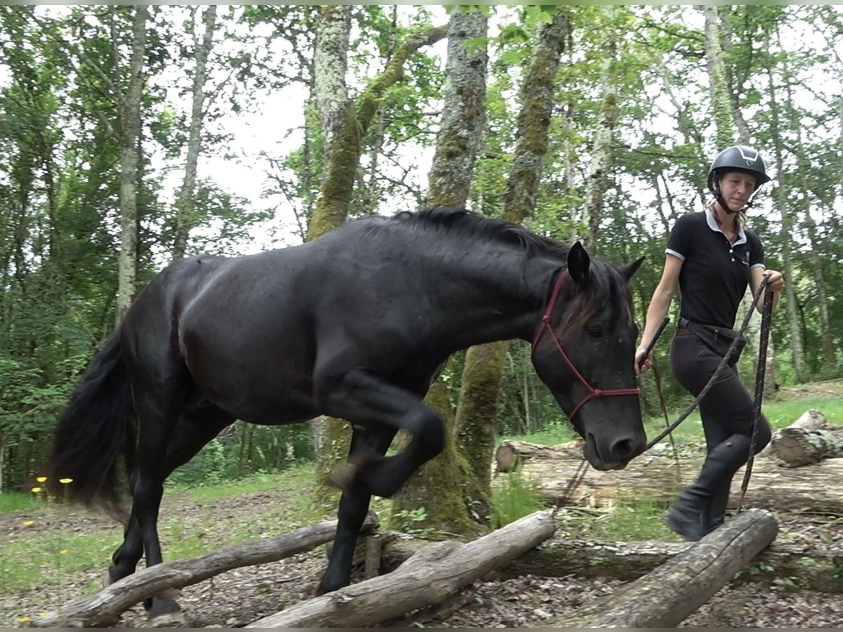 Mérens Hongre 5 Ans 150 cm Noir in Betchat