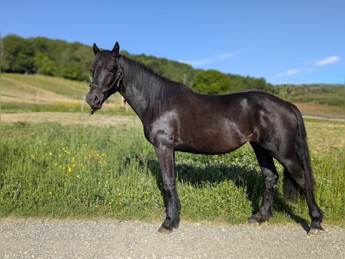 Mérens Jument 2 Ans Noir in Caumont