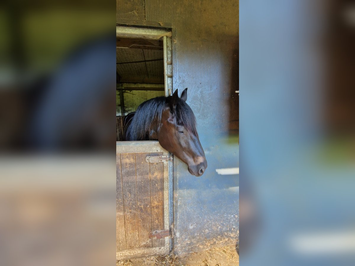 Merens Merrie 2 Jaar 160 cm Zwart in meer