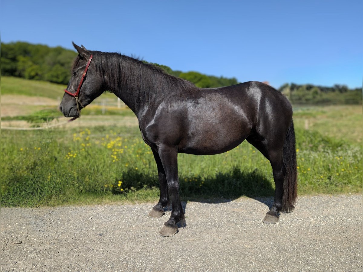 Merens Stute 3 Jahre 147 cm Rappe in Caumont