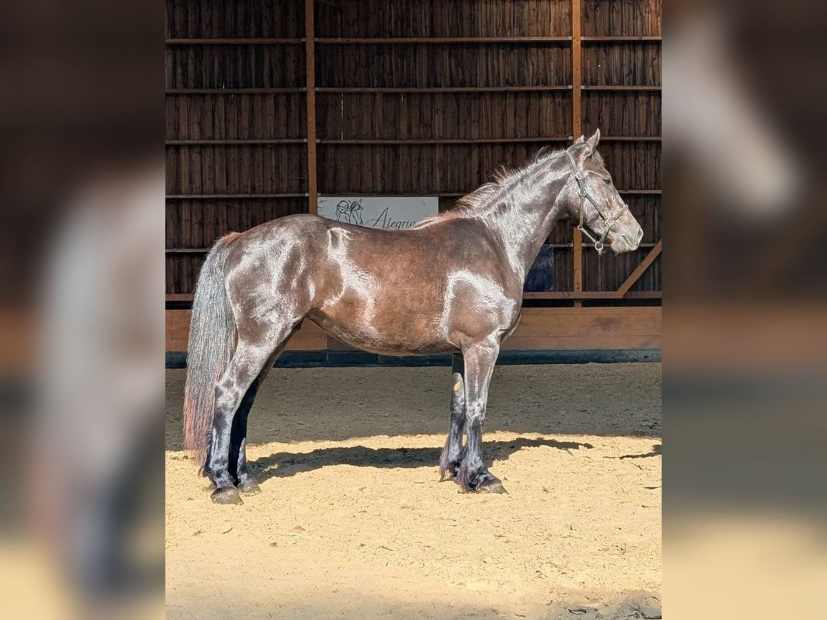 Merens Stute 3 Jahre 147 cm Rappe in Caumont