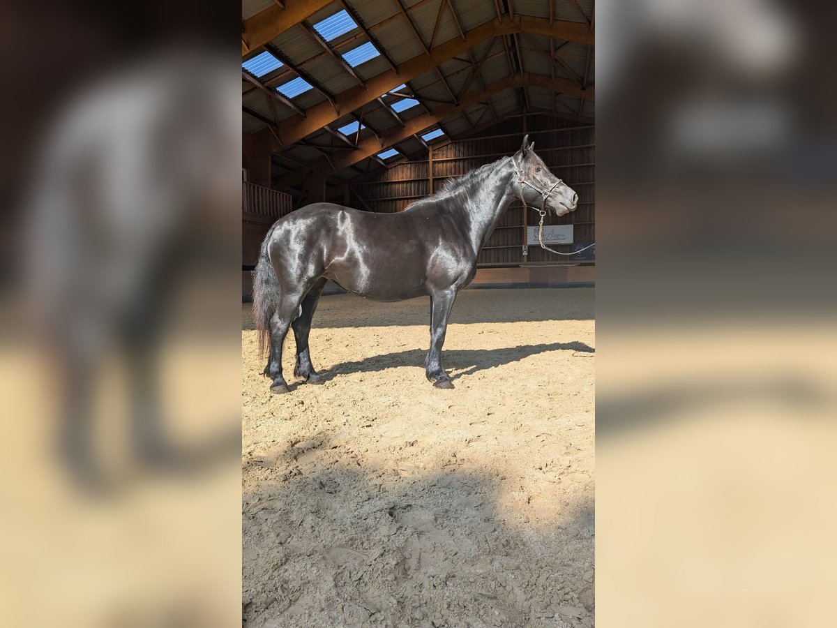 Merens Stute 6 Jahre 152 cm Rappe in Caumont