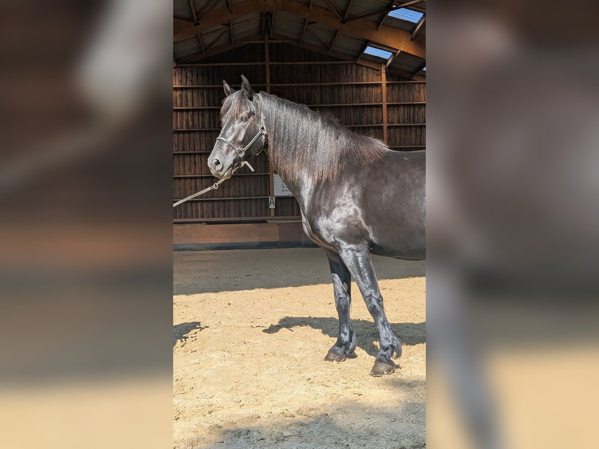 Merens Stute 6 Jahre 152 cm Rappe in Caumont