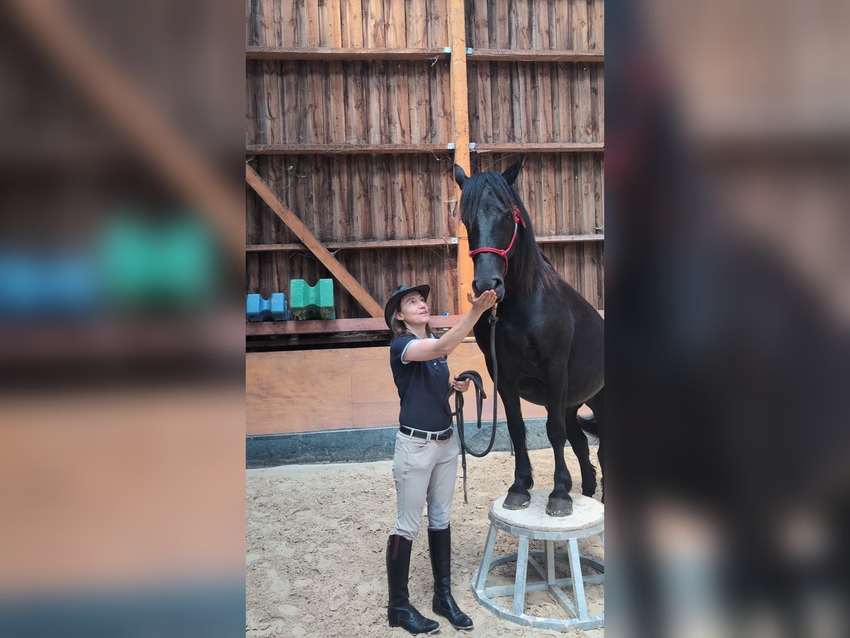 Merens Stute 6 Jahre 152 cm Rappe in caumont