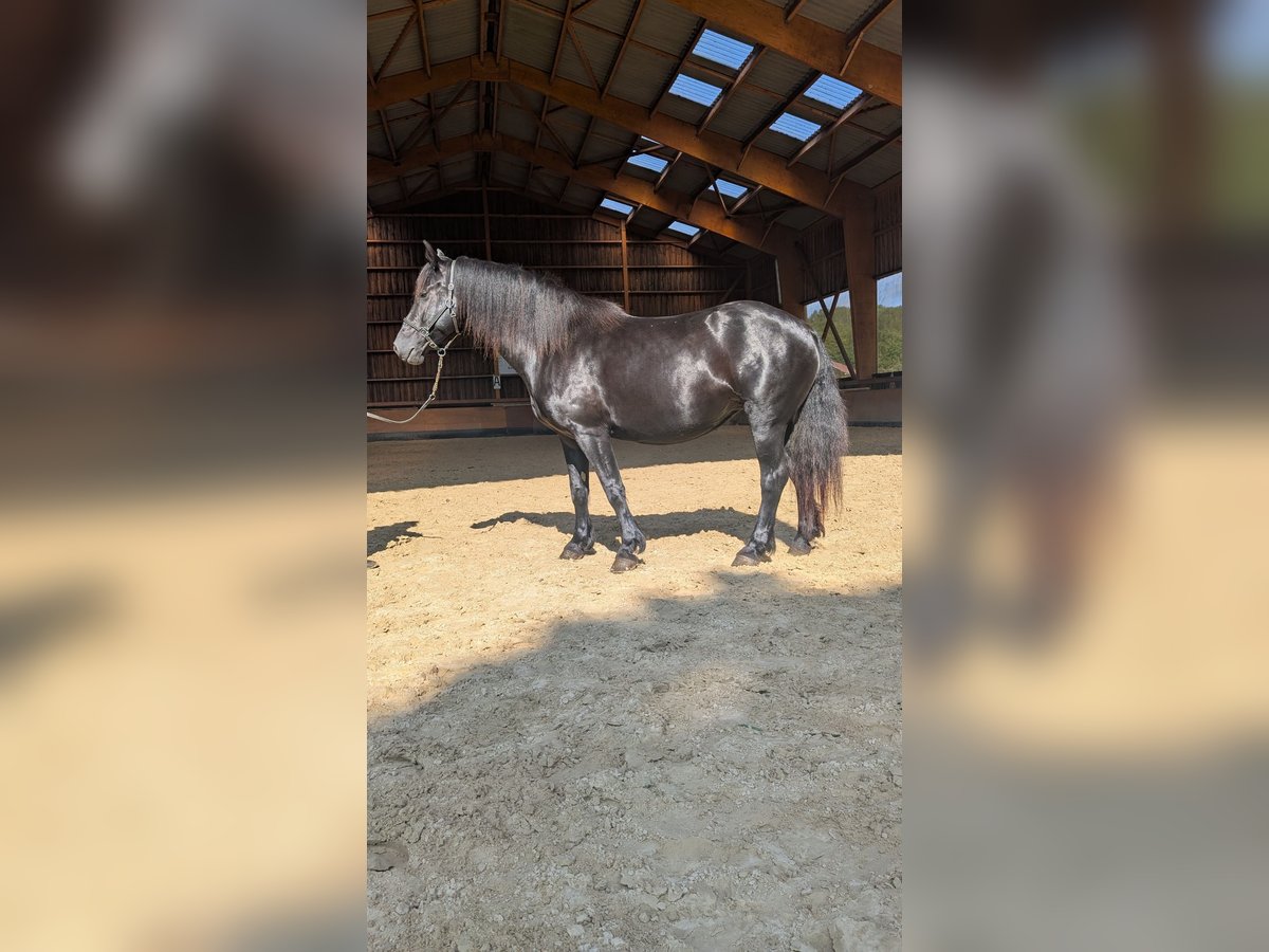 Merens Stute 6 Jahre 152 cm Rappe in Caumont