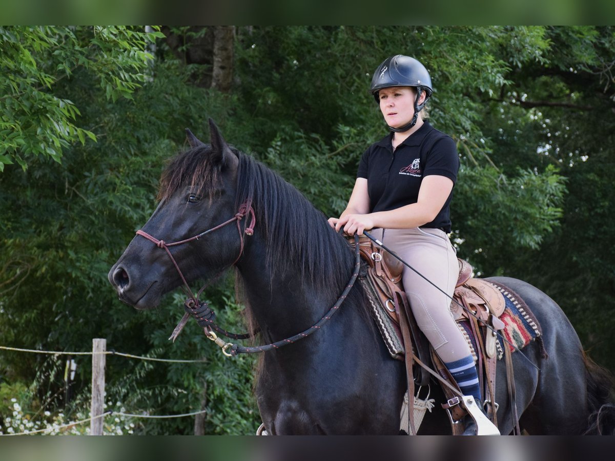 Mérens Valack 3 år 150 cm Svart in Caumont