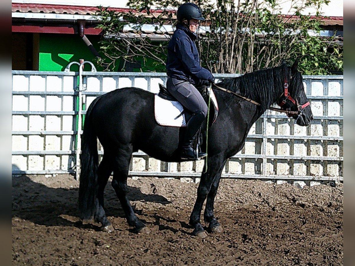 Merens Mix Wallach 8 Jahre 150 cm Rappe in Buttst&#xE4;dt