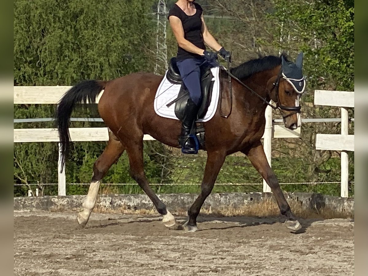 Mezzosangue Arabo Castrone 12 Anni 154 cm Baio in Rümmingen