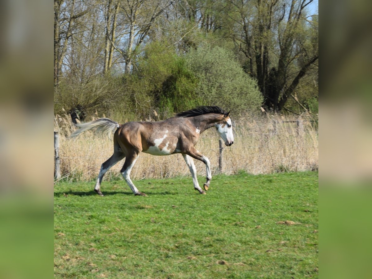 Mezzosangue Arabo Castrone 1 Anno 155 cm Falbo in Cucq
