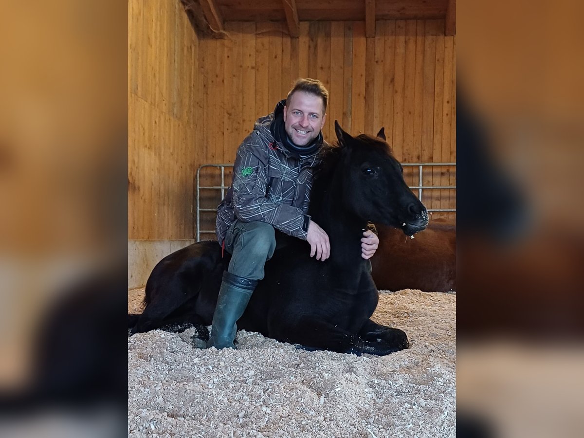 Mezzosangue Arabo Giumenta 1 Anno Morello in St. Georgen/Y.