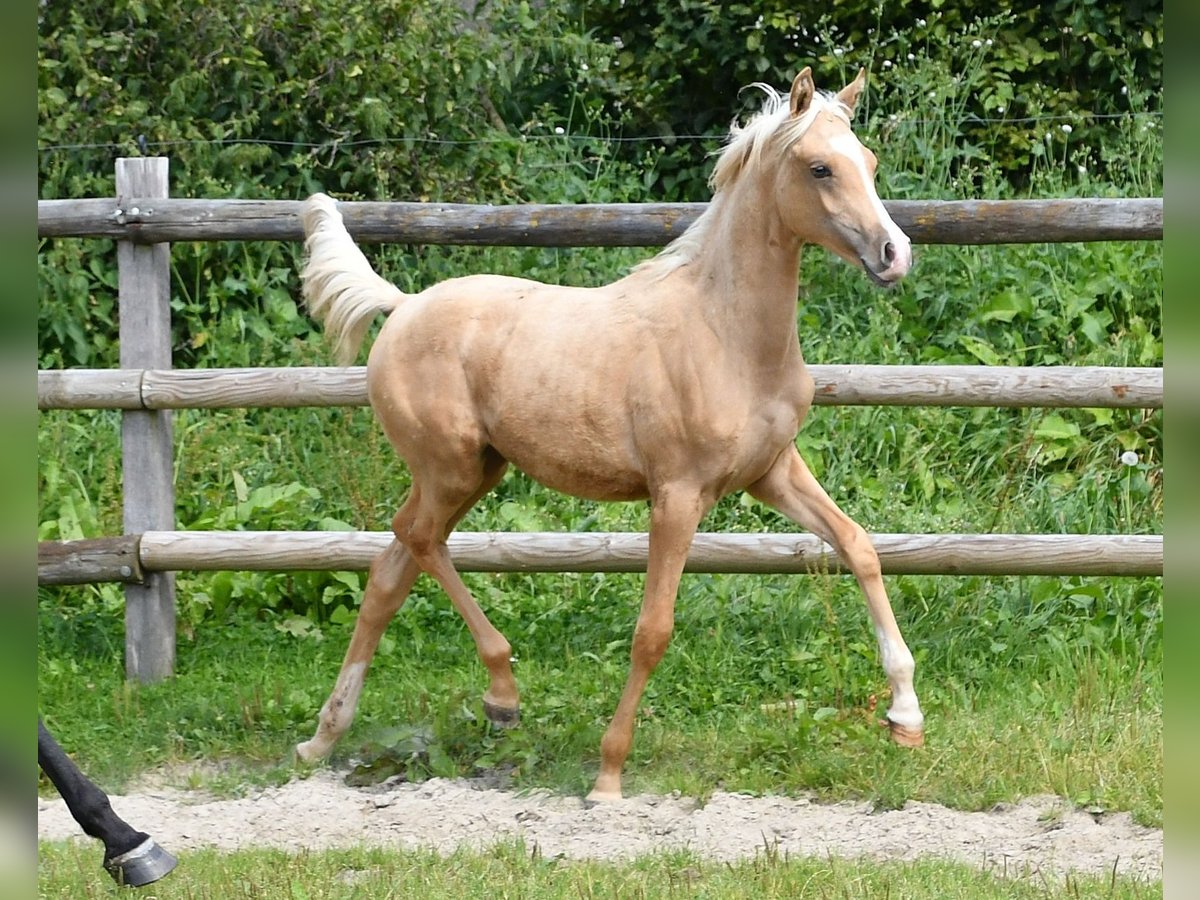 Mezzosangue Arabo Giumenta Puledri
 (02/2024) 153 cm Palomino in Mörsdorf