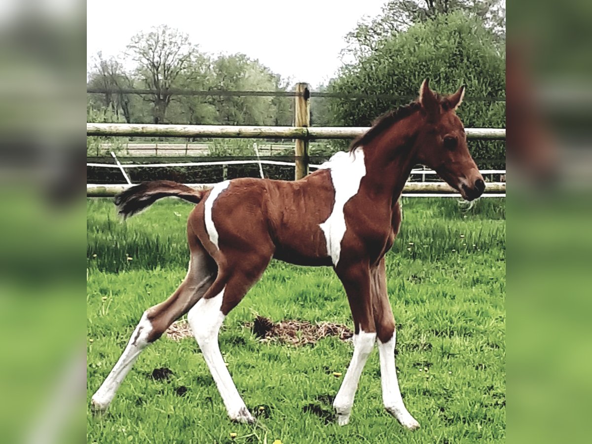 Mezzosangue Arabo Stallone 1 Anno 153 cm Tobiano-tutti i colori in Sulingen