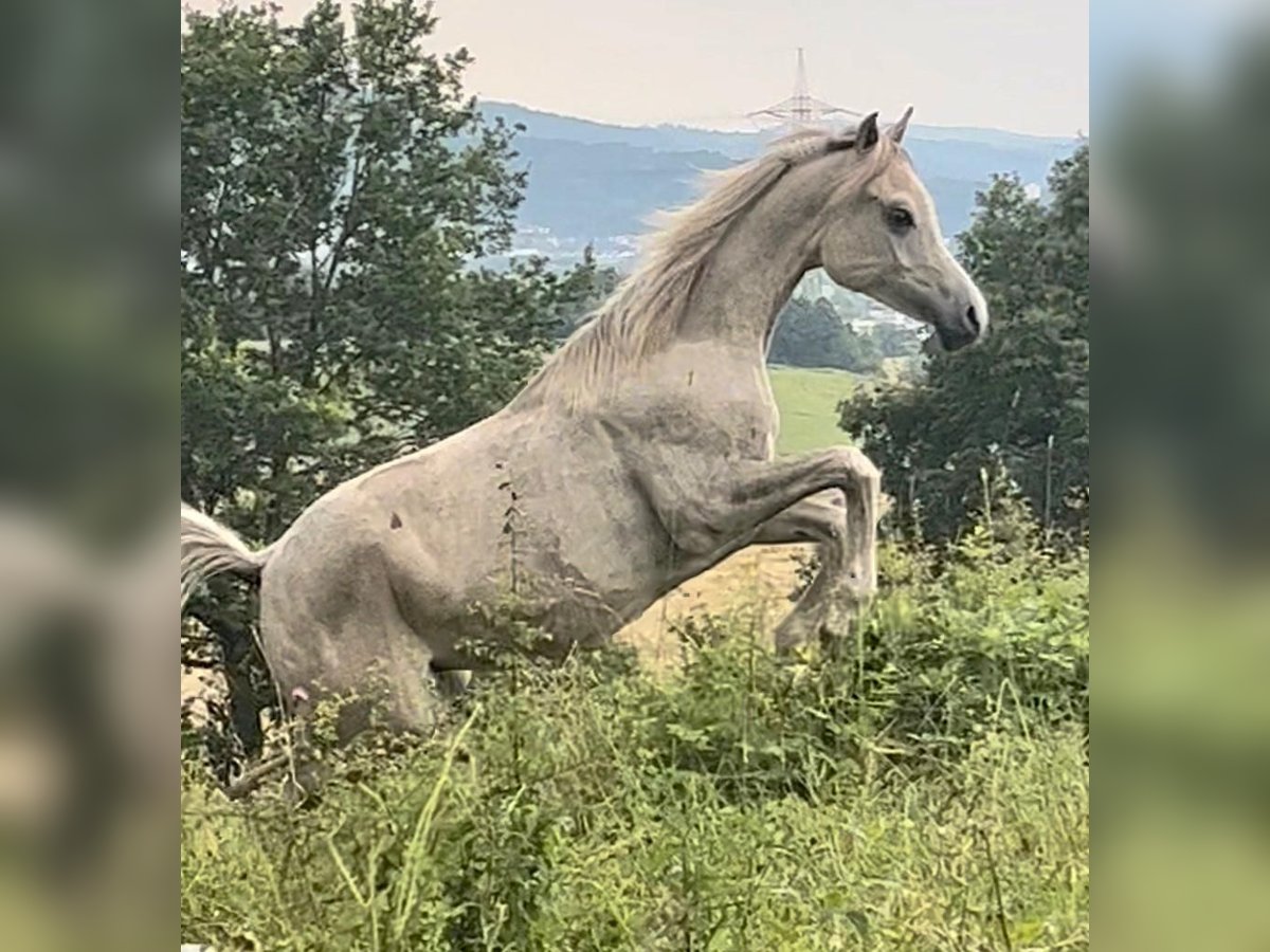 Mezzosangue Arabo Stallone 1 Anno Bianco in Neunkirchen