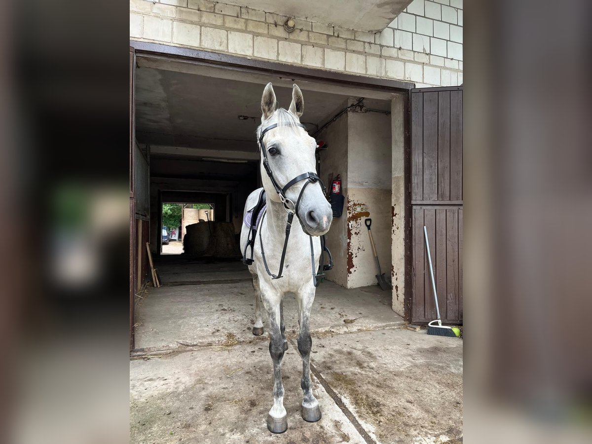 Mezzosangue Polacco Castrone 12 Anni 162 cm Grigio in Warszawa
