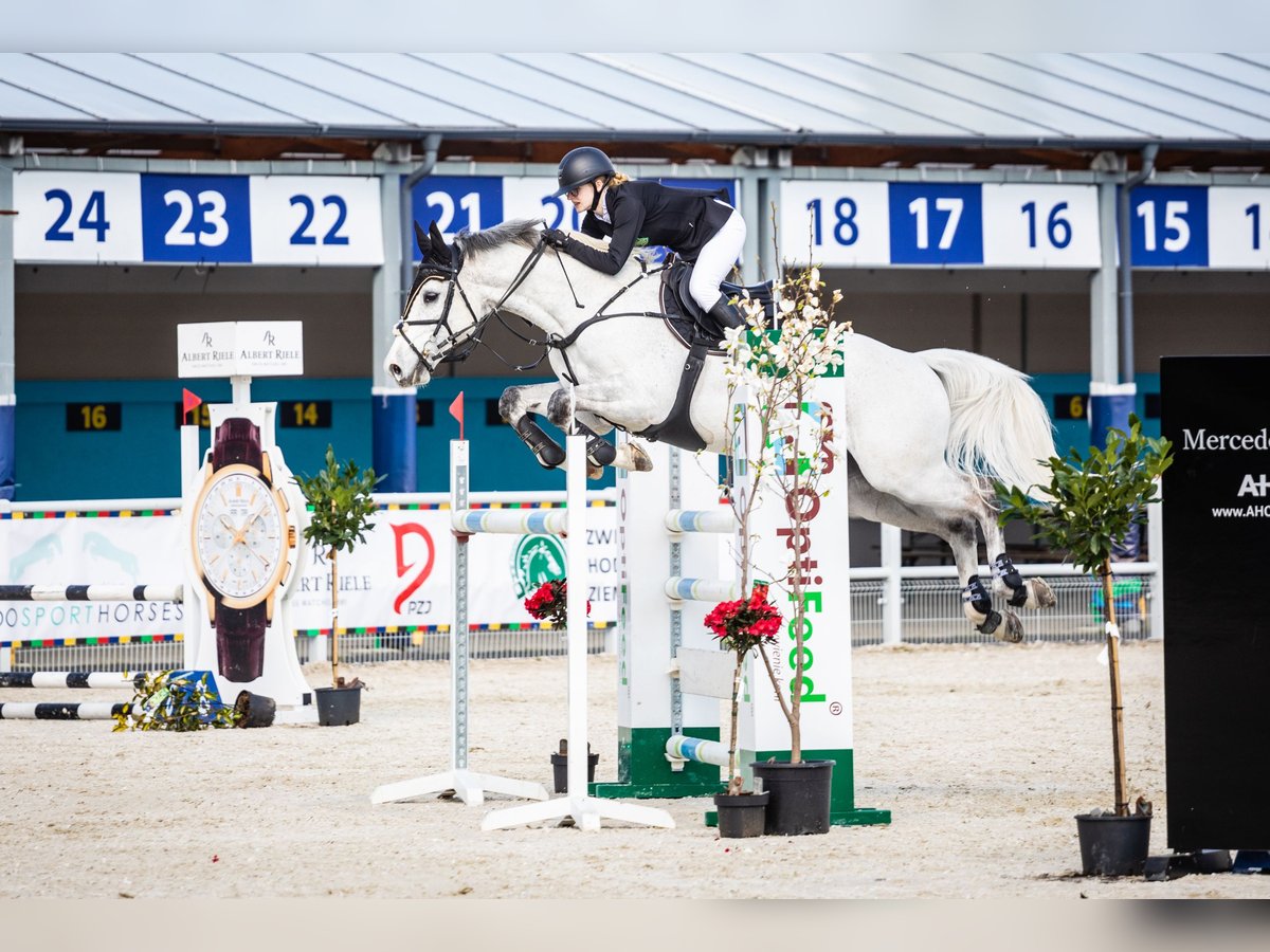 Mezzosangue Polacco Castrone 12 Anni 164 cm Grigio in Chwalęcice