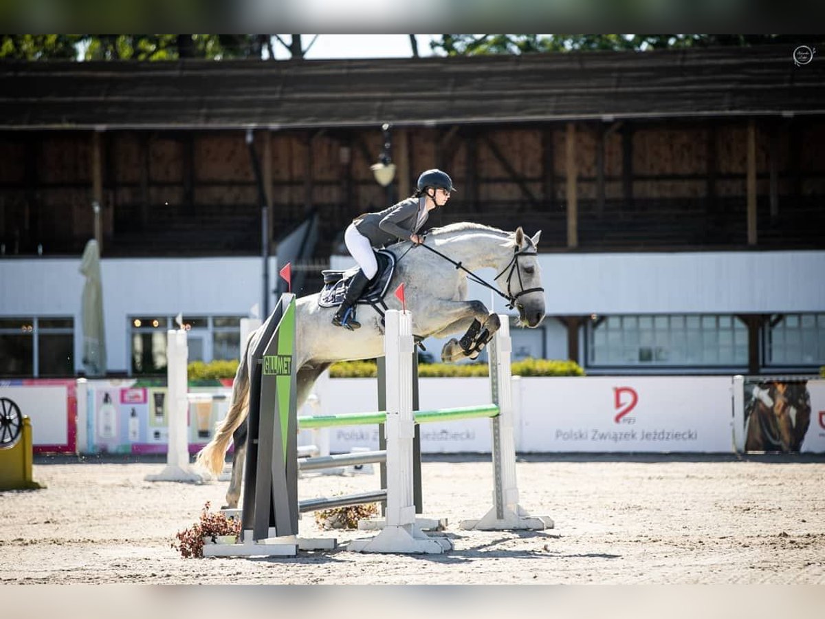 Mezzosangue Polacco Castrone 12 Anni 165 cm Grigio in Goleniów