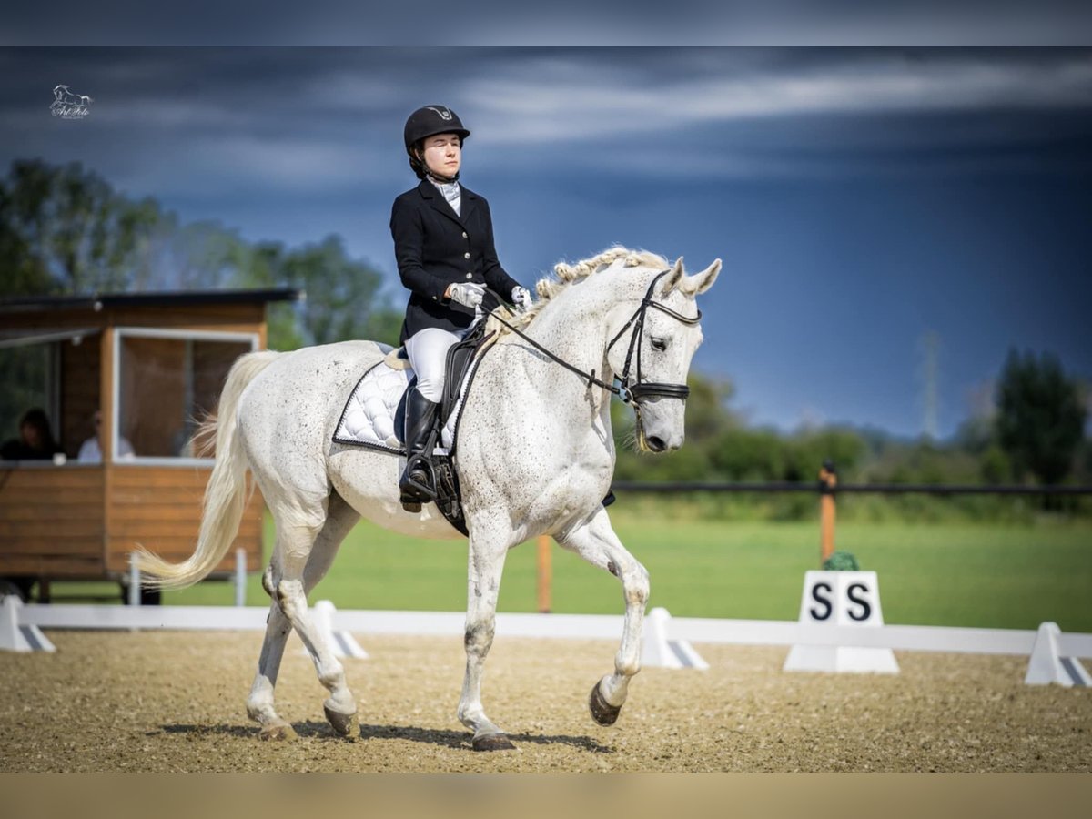 Mezzosangue Polacco Castrone 13 Anni 167 cm Grigio in Mosina