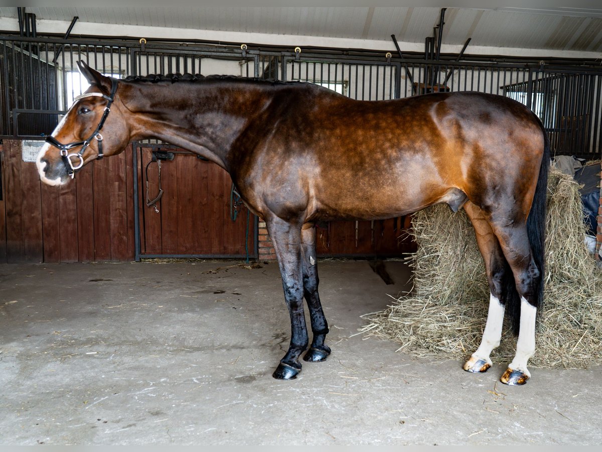 Mezzosangue Polacco Castrone 13 Anni 178 cm Baio scuro in Pra&#x17C;mow
