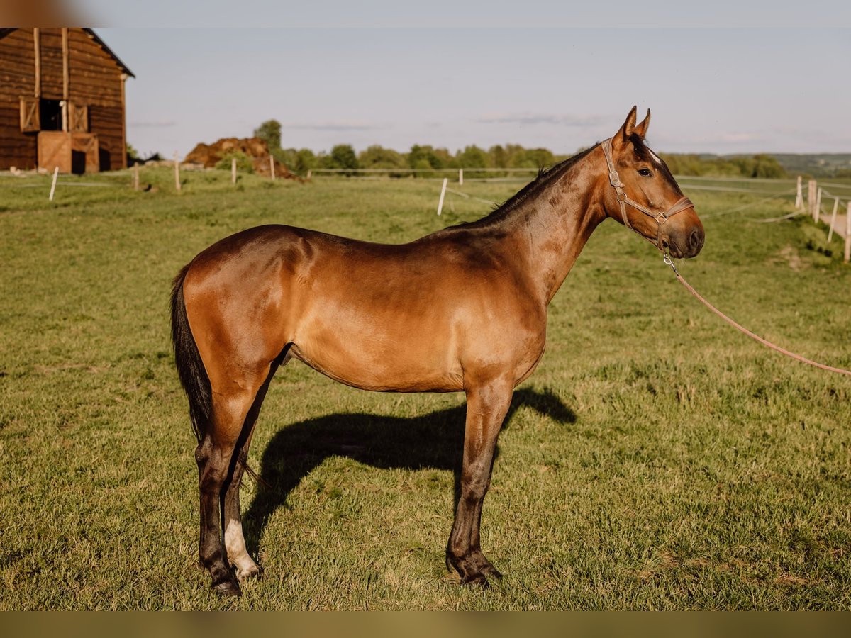 Mezzosangue Polacco Castrone 2 Anni 178 cm Baio in Reszki