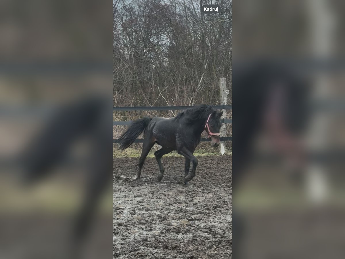 Mezzosangue Polacco Castrone 3 Anni 163 cm Baio ciliegia in Anielin