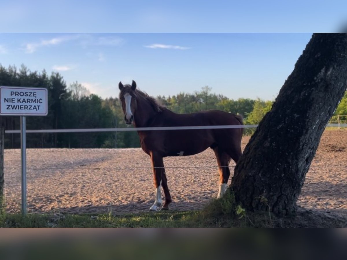 Mezzosangue Polacco Castrone 3 Anni 163 cm Sauro in Strzeszyn