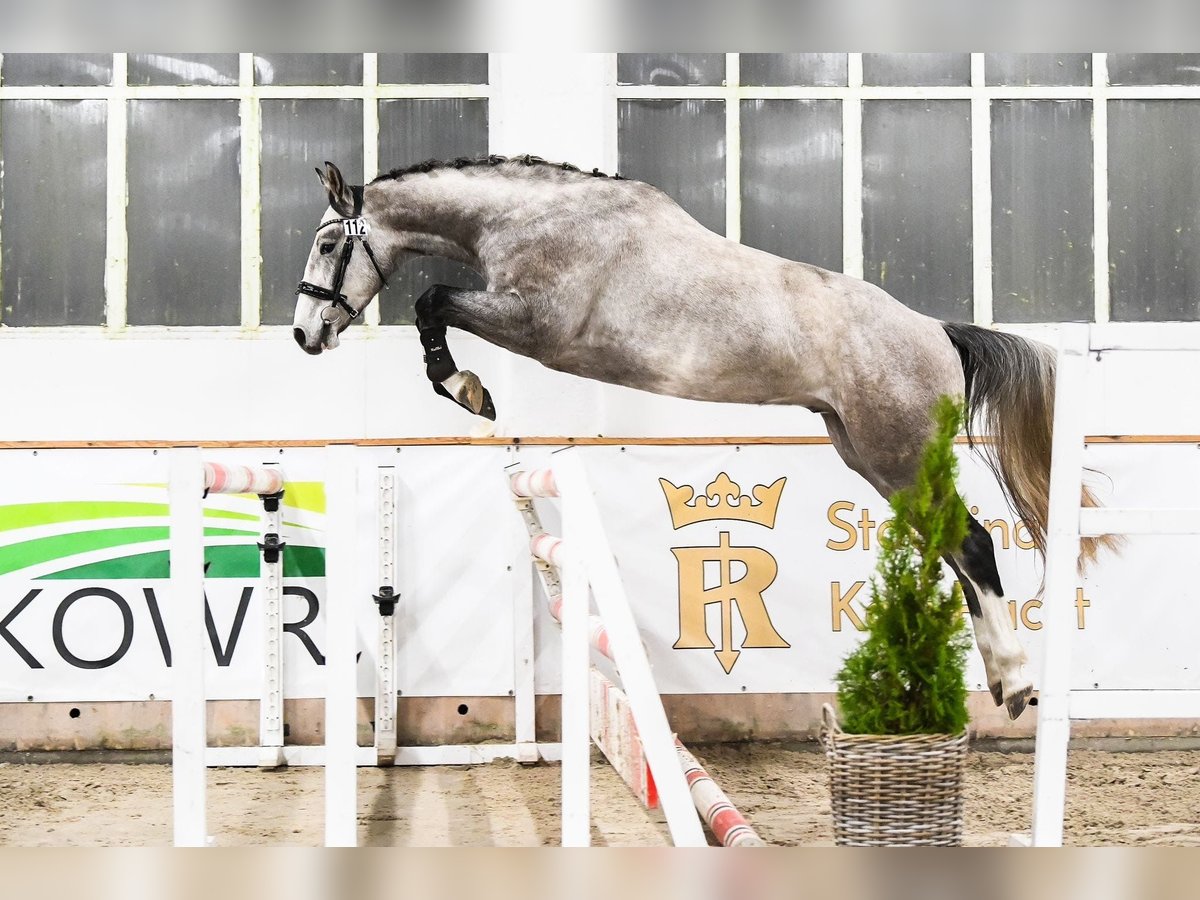 Mezzosangue Polacco Castrone 4 Anni 168 cm in Poznań