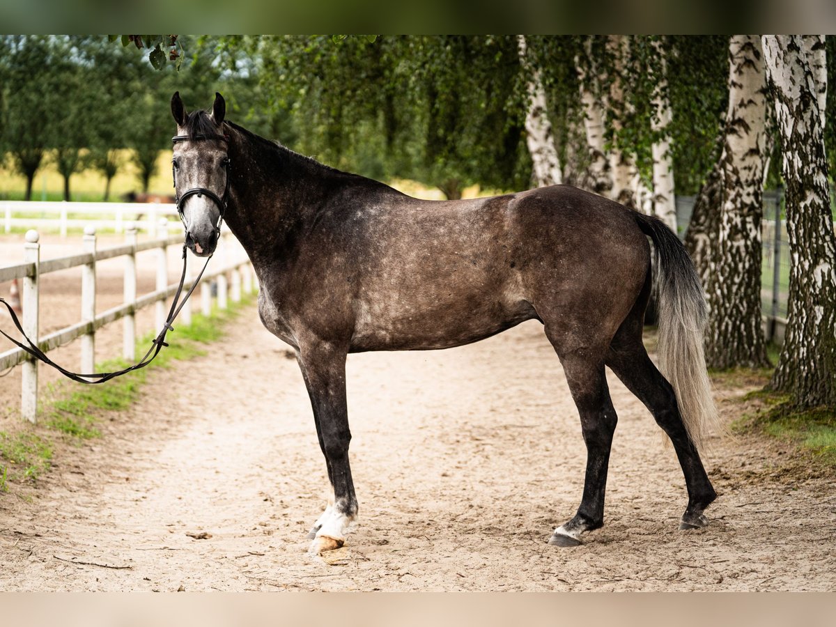 Mezzosangue Polacco Castrone 4 Anni 168 cm Grigio in BałdońGodziesze