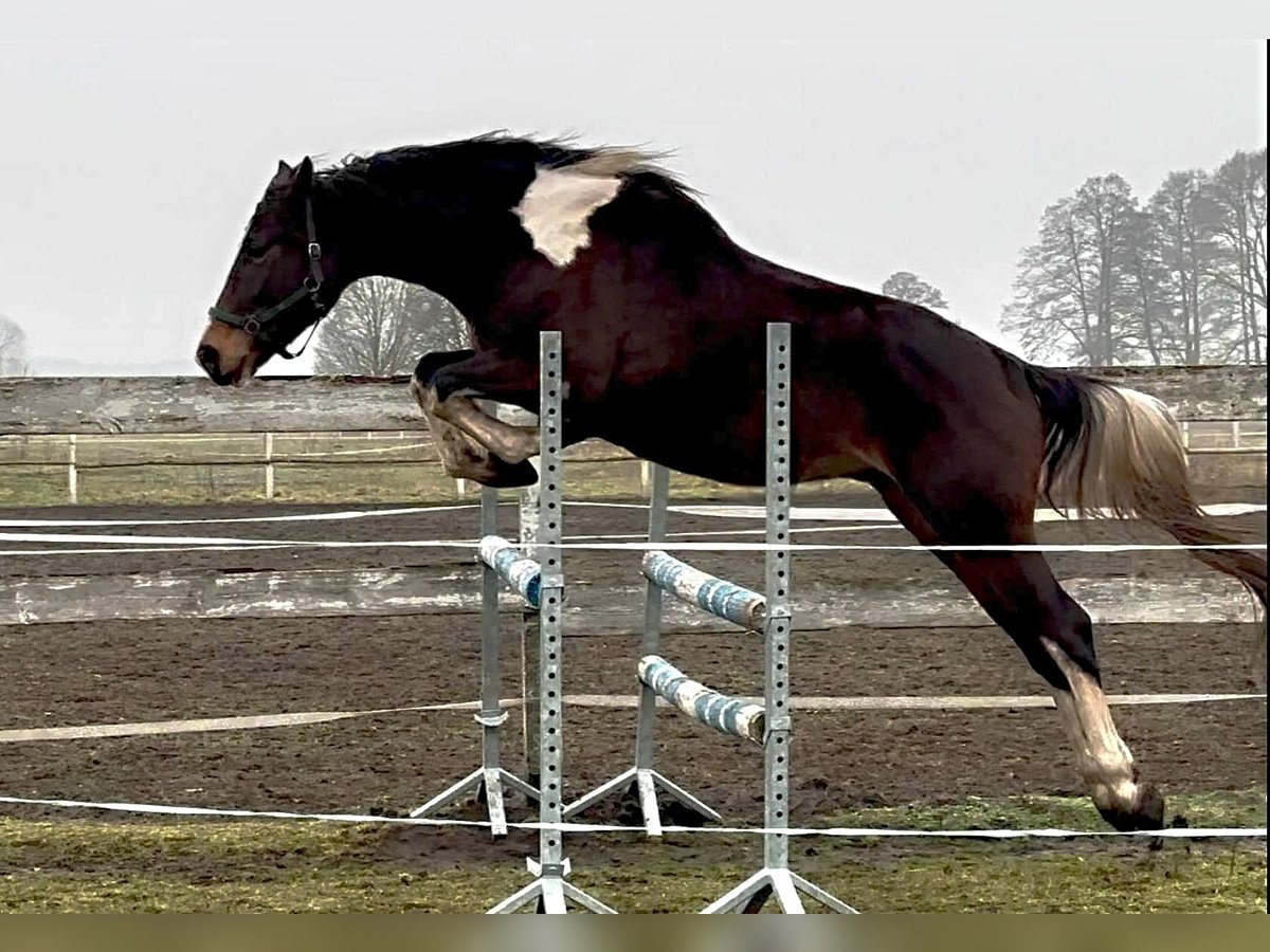 Mezzosangue Polacco Castrone 4 Anni 168 cm Pezzato in Santok