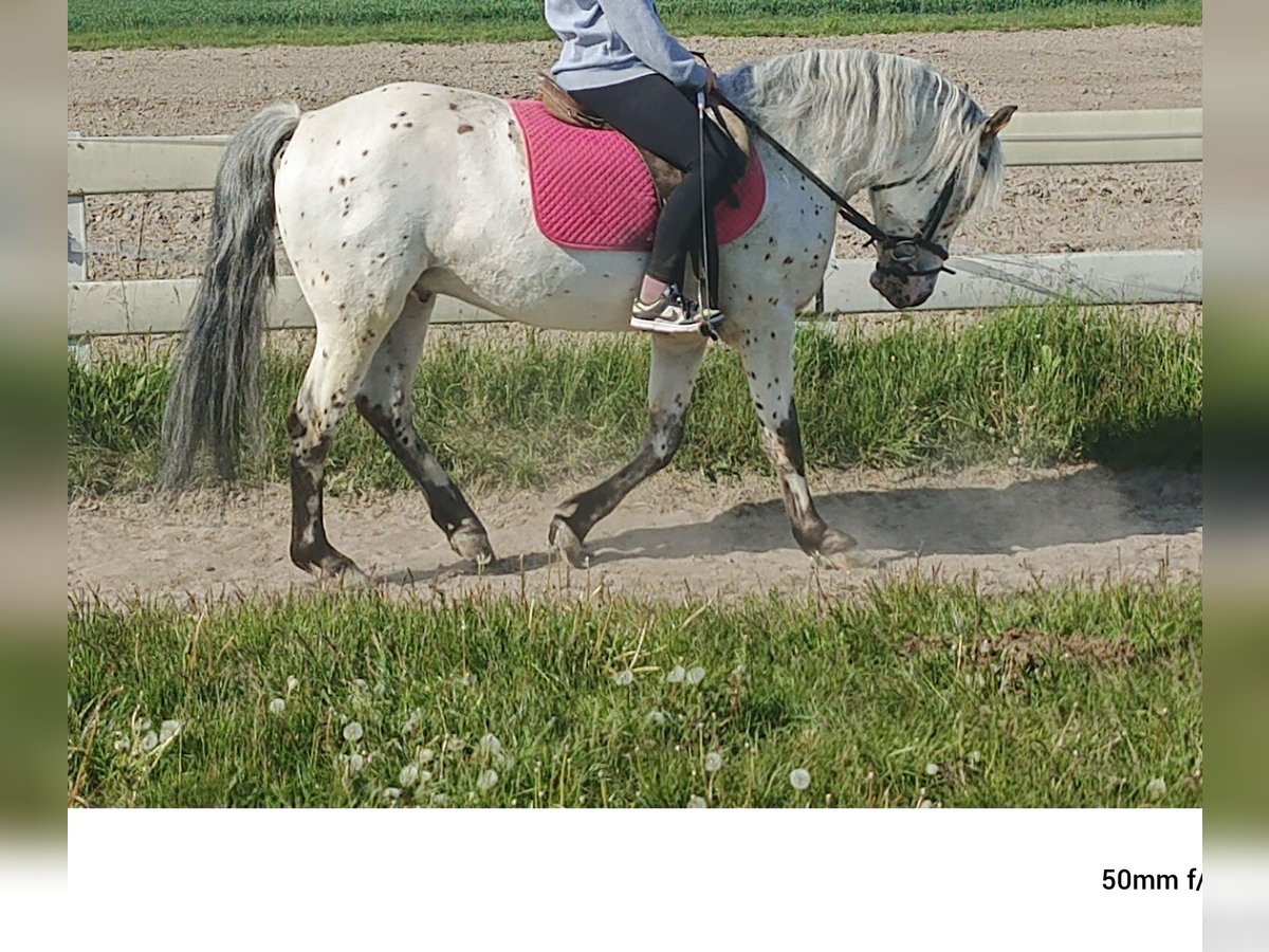 Mezzosangue Polacco Castrone 5 Anni 148 cm Leopard in popów