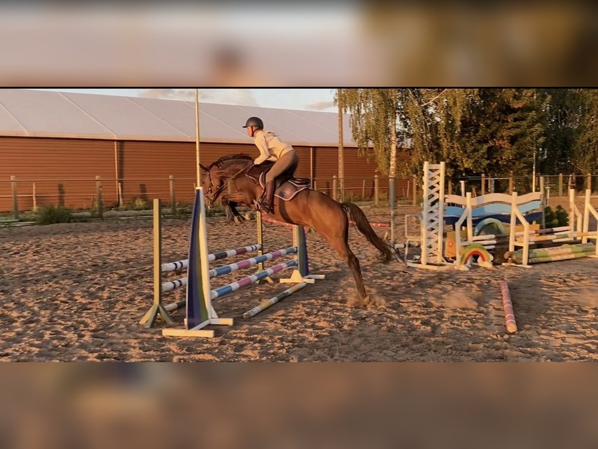 Mezzosangue Polacco Castrone 6 Anni 161 cm Baio ciliegia in Budzyń