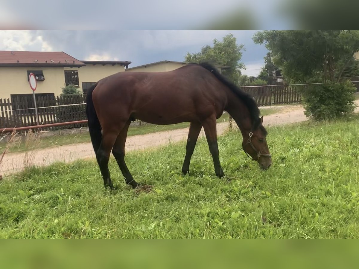 Mezzosangue Polacco Castrone 6 Anni 173 cm Baio ciliegia in Pszczyna