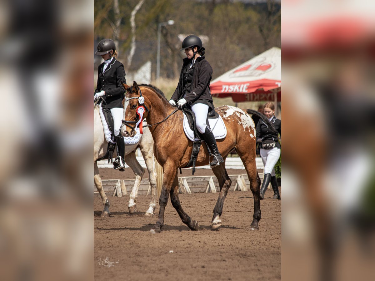 Mezzosangue Polacco Castrone 8 Anni 165 cm in Stary Dwór