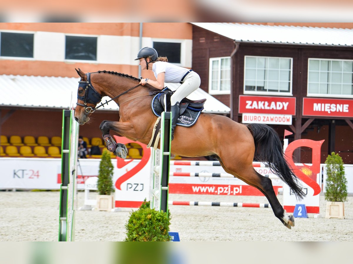 Mezzosangue Polacco Castrone 9 Anni 165 cm Baio in Łódź