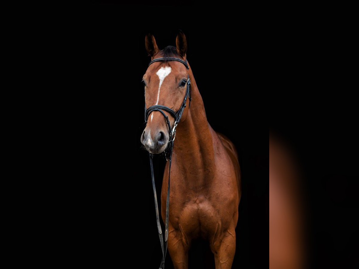 Mezzosangue Polacco Castrone 9 Anni 167 cm Baio in Zajaczkowo