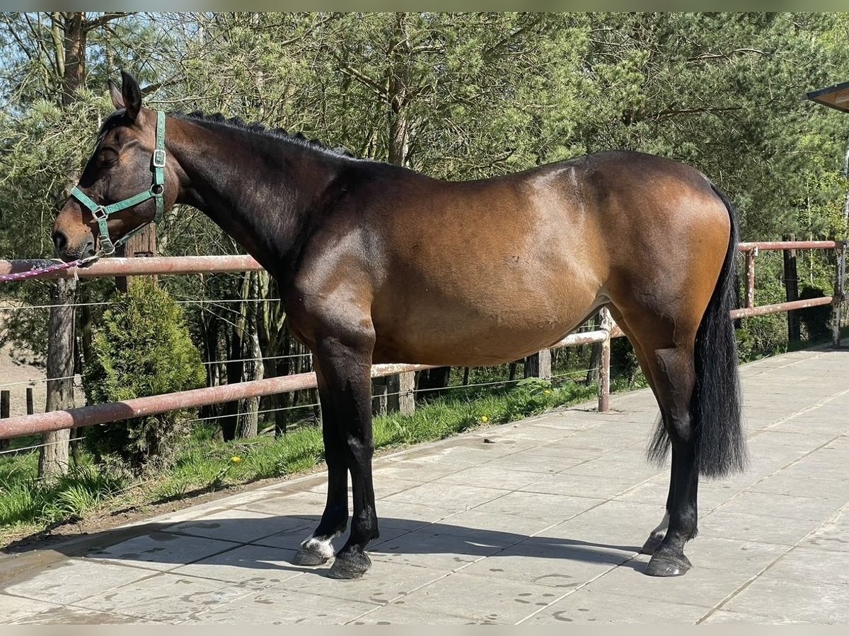 Mezzosangue Polacco Giumenta 10 Anni 160 cm Baio in Ska&#x142;a