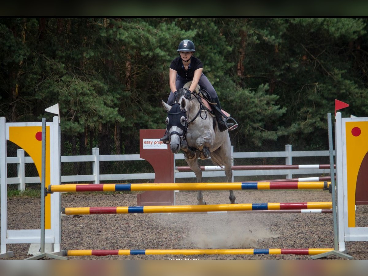 Mezzosangue Polacco Giumenta 10 Anni 162 cm Grigio in Szczecin